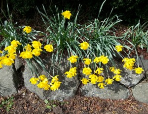 daffodils