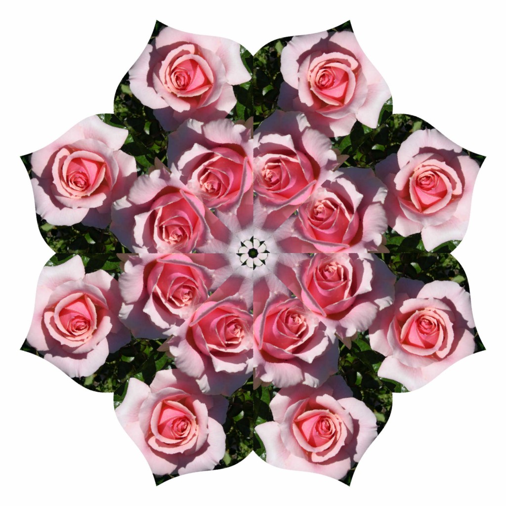 Roses8
