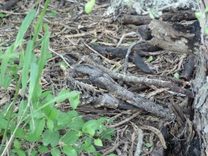 TX Rio Grande and Big Bend 023