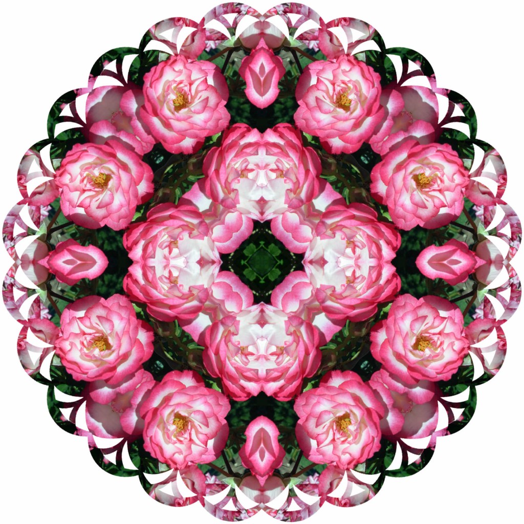 Roses4
