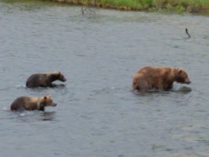 Encountering Majestic Brown Bears on Kodiak Island